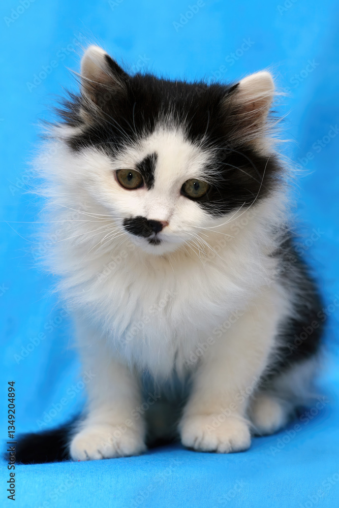 Tiny black and white kitten displaying distinctive facial markings, perching playfully against bright blue background, radiating youthful charm and wide eyed wonder Tiny black and white kitten displaying distinctive facial markings, perching playfully against bright blue background, radiating youthful charm and wide eyed wonder