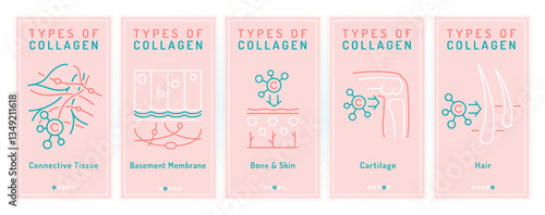 Collagen types banners. Collagens for bone, cartilage, hair.