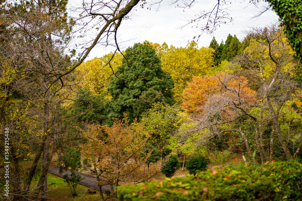 Fototapeta premium 秋の里山風景