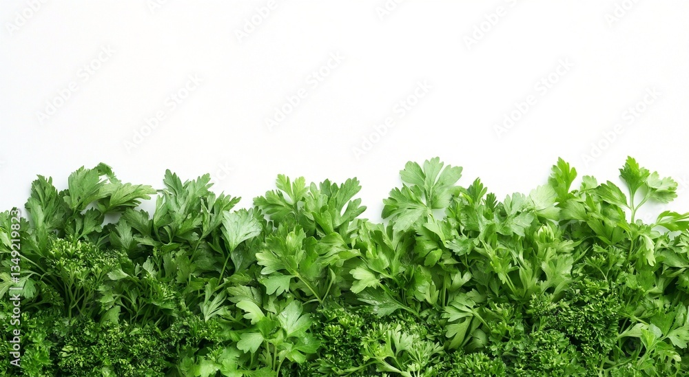 Obraz premium Fresh green parsley leaves, both curly and flat-leaf varieties, are arranged in a lush row against a clean white background. The vibrant, crisp texture highlights their natural beauty and freshness.