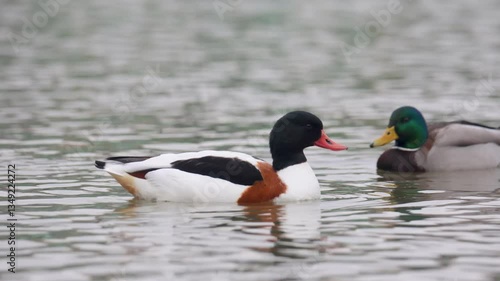 Wallpaper Mural Common Shelduck bird swimming on water Torontodigital.ca