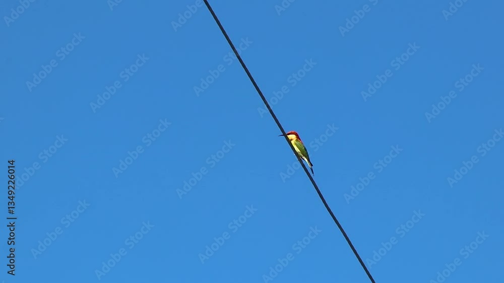 Red green tropical bird on power cable blue sky Thailand. Red green tropical bird on power cable blue sky Thailand.