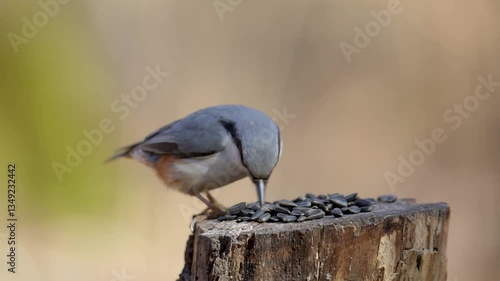 Nuthatch bird eating seeds sitting on a stump close-up