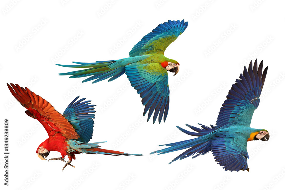 Fototapeta premium Collage of three macaw parrots flying isolated on transparent background png file