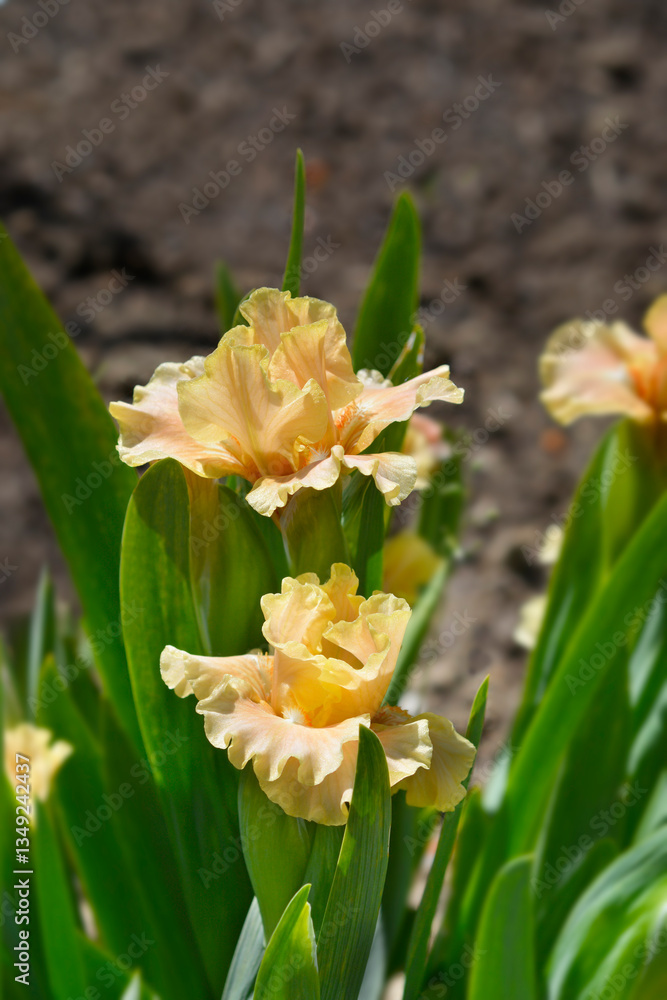 Fototapeta premium Standard Dwarf Bearded Iris Ballet Lesson flowers