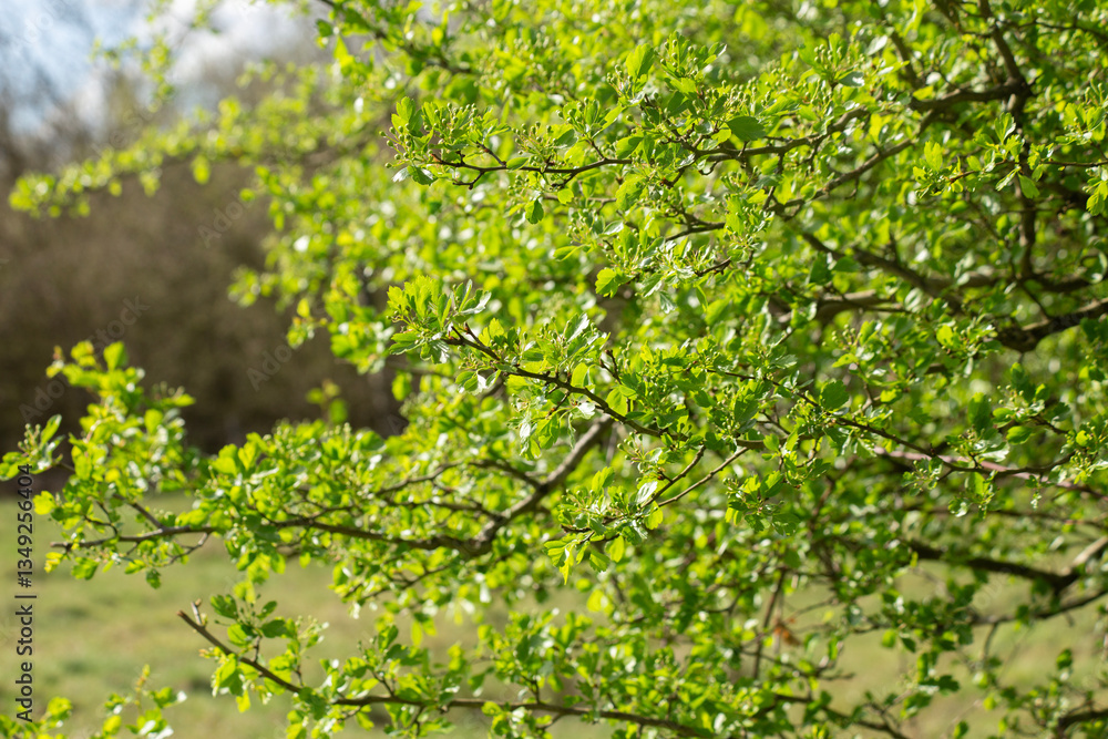 Green background of Lush green tree branches with fresh spring leaves Green background of Lush green tree branches with fresh spring leaves