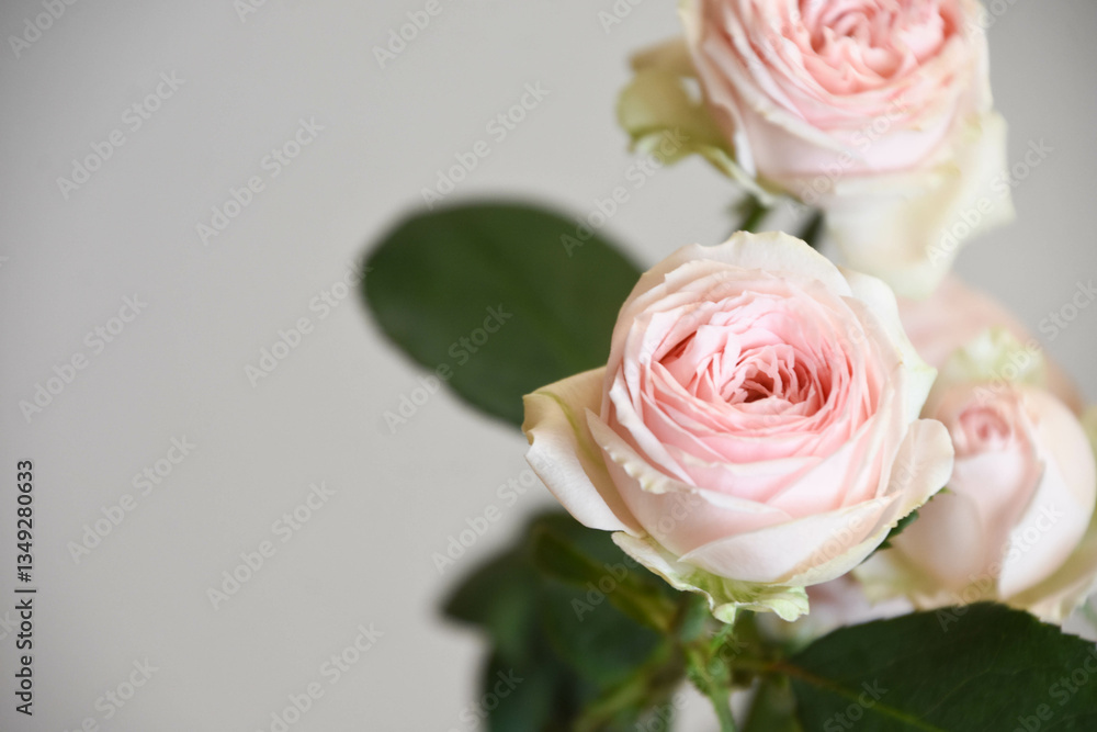 ピンクのスプレーばら