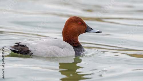 Common Pochard bird swimming in the lake