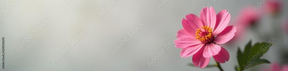 Single bloom in focus against a neutral background, refinement, bloom, simple Single bloom in focus against a neutral background, refinement, bloom, simple