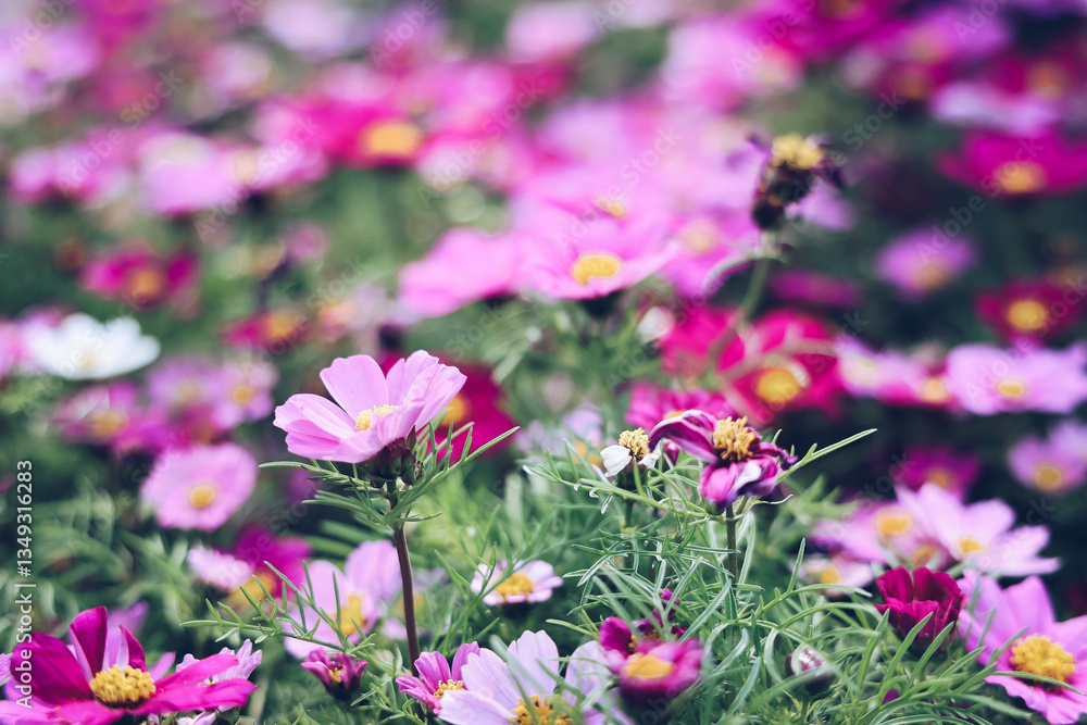 Obraz premium a Pink and white cosmos flowers in garden. Cosmos bipinnatus in Full Bloom