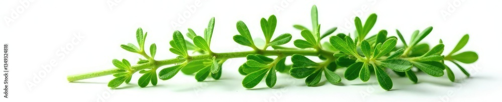 Obraz premium bunch of fresh thyme leaves isolated on white background, plant, sprigs, herb