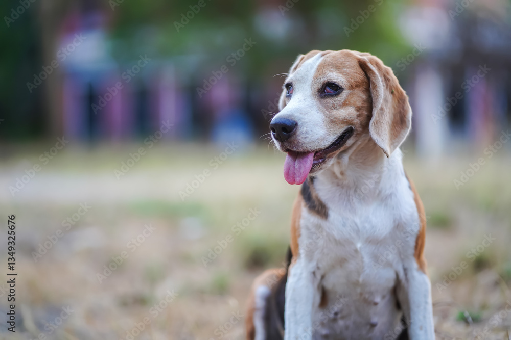 Happy Beagle Dog Sitting in Park With Grass and Trees