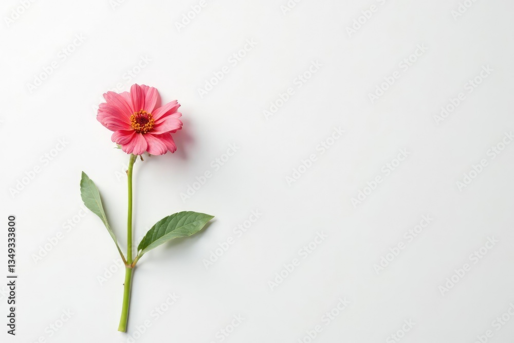 Simple composition features a solitary flower in white space, clean, plant photography, single element Simple composition features a solitary flower in white space, clean, plant photography, single element