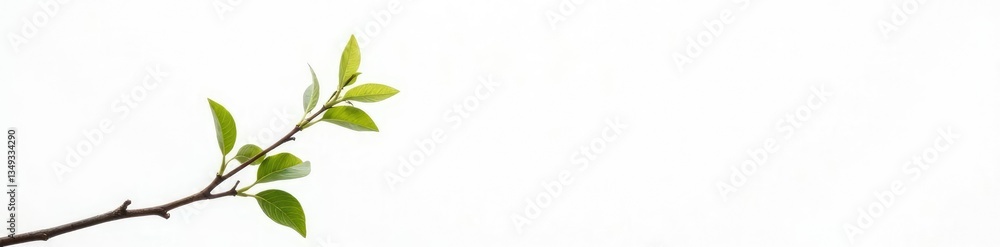 Single branch against a bright white background, refined, simplicity, contrasting Single branch against a bright white background, refined, simplicity, contrasting