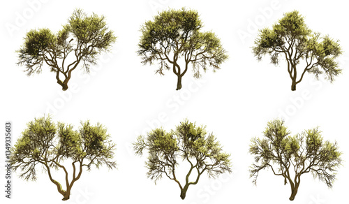 Vector arid trees set, aerial view, transparent backgrounds, PNG, dry nature, deadwood, leafless branches, parched earth, desert flora, eco concept, wilderness, drought effect