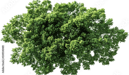 Vector aerial view of green trees canopy, landscape, nature background, transparent PNG file, forest foliage, top-down view, natural environment, tree tops, outdoor scenery, nature design