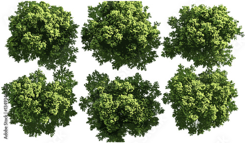 Vector forest aerial view, trees woods cutout transparent png, woodlands, nature top view, eco-friendly design, green canopy, environmental landscape