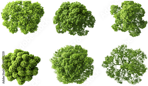 Big green trees vector, top view cut out, transparent background, eco-friendly design, green nature, landscape, greenery, outdoor scene, forest foliage, environmental illustration