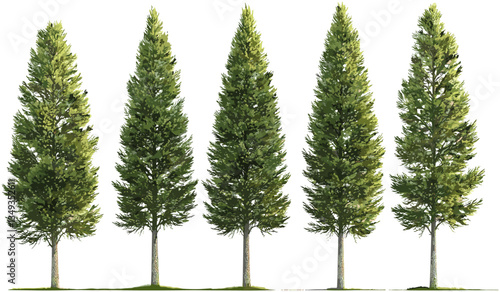 Vector conifer trees set, tall trees standing, isolate transparent backgrounds, PNG, evergreen forest, spruce, fir, pine, nature clipart, woodland illustration, tree silhouette, landscape element
