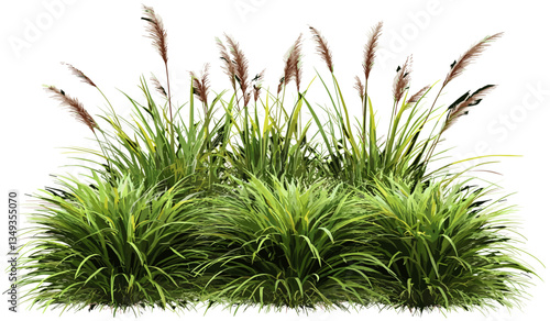 Nature grass cut-out illustration, montage, PNG file, green grass, outdoor, transparent background, vector design, nature illustration, environmental design, grass texture