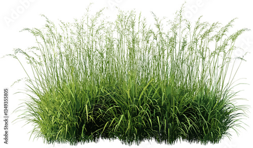 Prairie grass vector PNG, cut out field, green nature, wild grass, farm field, nature scene, transparent grass, summer meadow, prairie landscape, outdoor background, grass texture