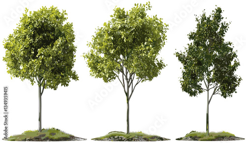 Vector tree growth set, transparent PNG file, environmental shapes, cutout icons, nature illustrations, eco-friendly graphics, tree designs, sustainable symbols, green background