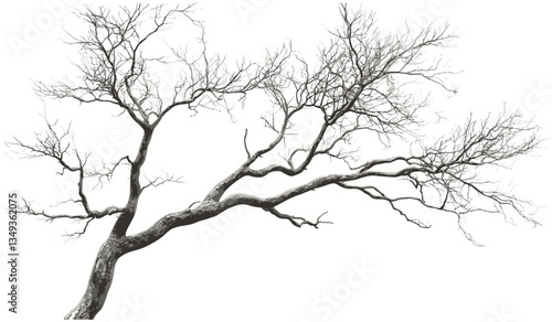 Leafless trees branches cutout transparent png, isolated dry branches, autumn trees, nature silhouette, dried trees, vector cutout, transparent background