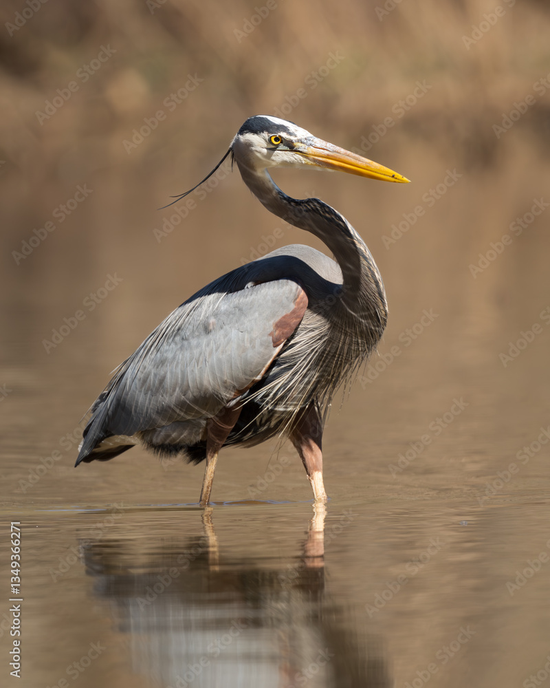 Obraz premium Great Blue Heron on the prowl