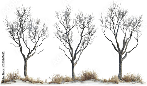 Dead tree branches vector, cutout tree limbs, dry twigs PNG, silhouette bare trees, leafless tree shapes, transparent background, isolated elements, nature clip art, artistic barren trees