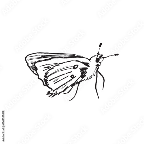 Eastern Knapweed Fritillary butterfly insect drawing in black brush stroke texture isolated on white background. Hand drawn vector sketch illustration in vintage charcoal ink. Springtime symbol