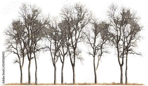 Vector landscape cutout dry trees row group lined PNG, nature design, isolated tree silhouette, transparent background, environmental art, outdoor scene, forest vector, tree illustration