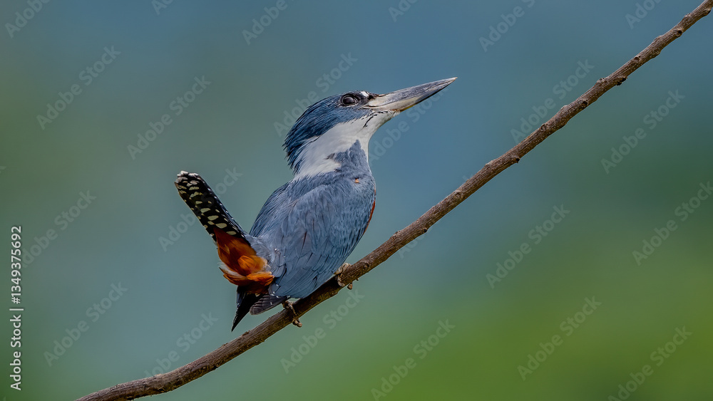The ringed heron is a large, heron-finned bird found widely from the lower Rio Grande Valley in Texas through Central America and to Tierra del Fuego in South America.