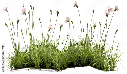 Meadow vector, flowery grass, illustration PNG, transparent background, fresh flowers, green meadow, nature, spring grass, blooming plants, floral background, nature landscape