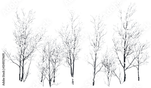 Snowy fragile trees, vector isolated, woods cover, transparent background, winter branches, snowy limbs, isolated trees, cold forest, nature illustration, frozen environment, nature design