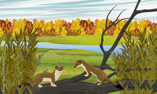 A pair of brown ermines on an autumn meadow. Realistic vector landscape