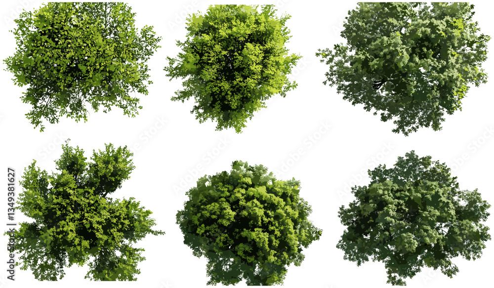 Obraz premium Green trees canopy, vector cutout, above view, nature collections, lush forest, aerial perspective, landscape, fresh foliage, eco-friendly, vibrant green, outdoor scenery