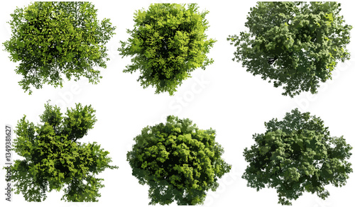Green trees canopy, vector cutout, above view, nature collections, lush forest, aerial perspective, landscape, fresh foliage, eco-friendly, vibrant green, outdoor scenery