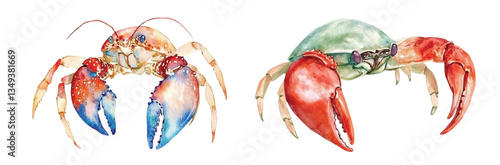 crab hermit watercolor vector illustration, underwater ocean cancer art isolated on white background