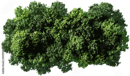 Jungle lush trees from above, vector, transparent background, green forest canopy, tropical trees, nature, wildlife, foliage, aerial view, environmental illustration, nature design