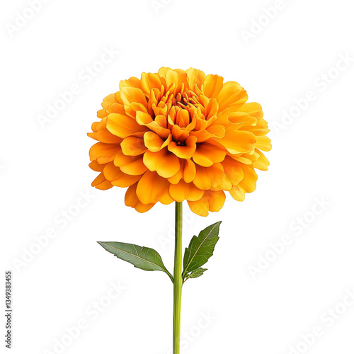 Vibrant Orange Dahlia Isolated On White or transparent. Floral Design Element. Summer Flower.