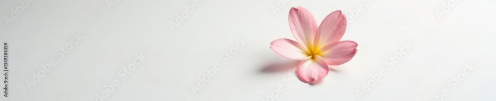 Delicate, solitary flower on white background, isolation, elegant Delicate, solitary flower on white background, isolation, elegant