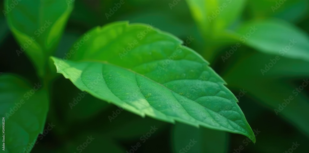 Focus on the shape and texture of a single leaf, leaves, botanical, greenery