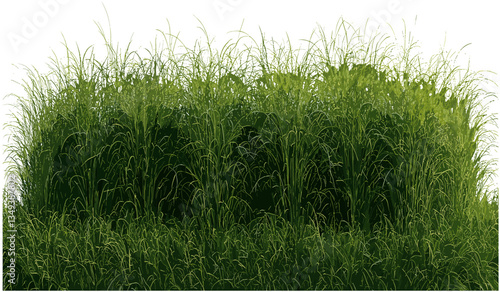 Green meadow field, vector shape cut out, fresh grass, nature landscape, outdoor scenery, lush vegetation, grassy terrain, spring environment, natural field, vibrant plants