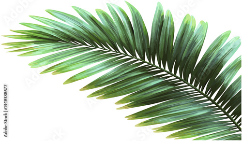 Green palm leaves foliage png file, vector tropical leaf transparent background, exotic jungle plant, botanical greenery clipart, tropical nature illustration, rainforest elements, isolated