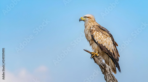 Wallpaper Mural Perched Eagle Against Clear Sky Torontodigital.ca