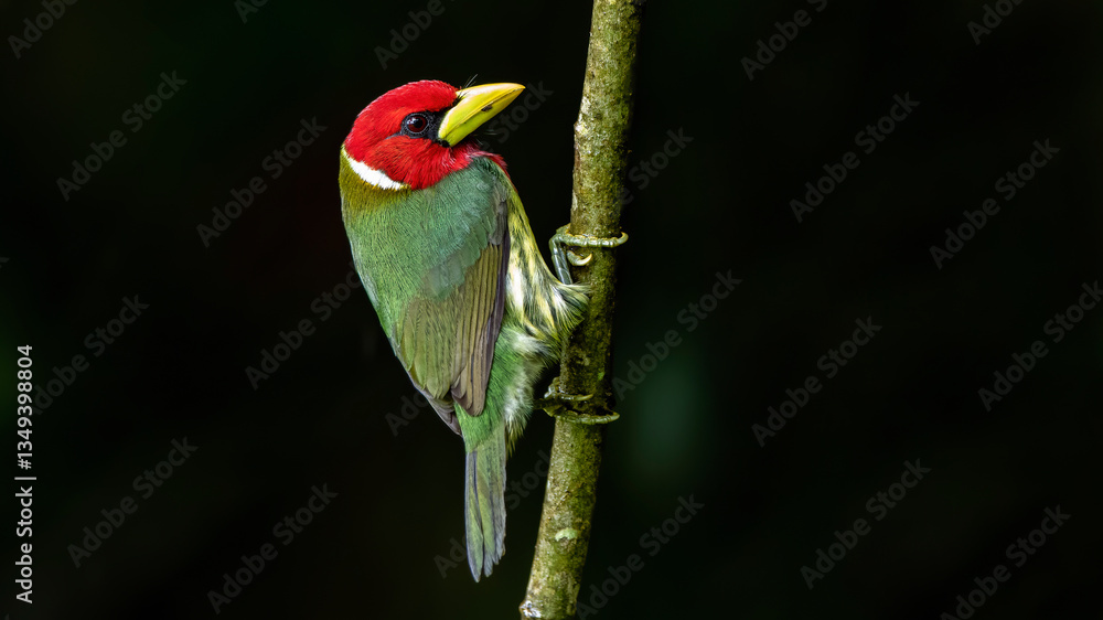 Red-headed barbet on tree branch