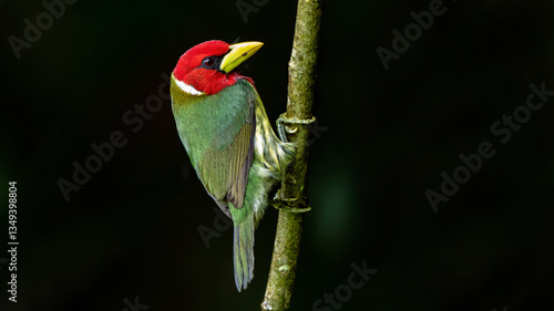 Obraz na płótnie Red-headed barbet on tree branch w salonie