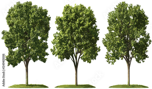 Vector Hardwood trees set, transparent PNG, forest illustration, nature background, plant growth, tree graphics, eco-friendly design, green trees, nature artwork, wood texture