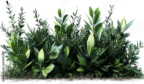 Greenery shrubs isolated plants on transparent background, garden plants png, isolated plants, shrubbery, nature garden, transparent greenery, tropical plants isolated png