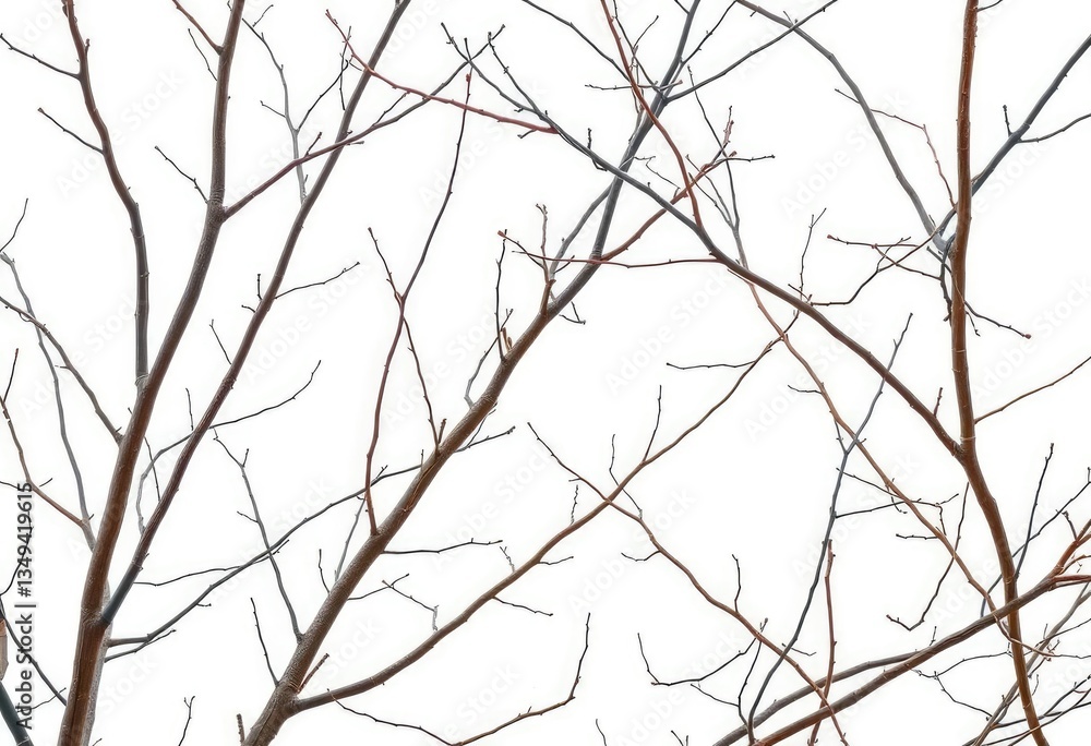 Bare, intertwined branches against pure white backdrop, environment, background